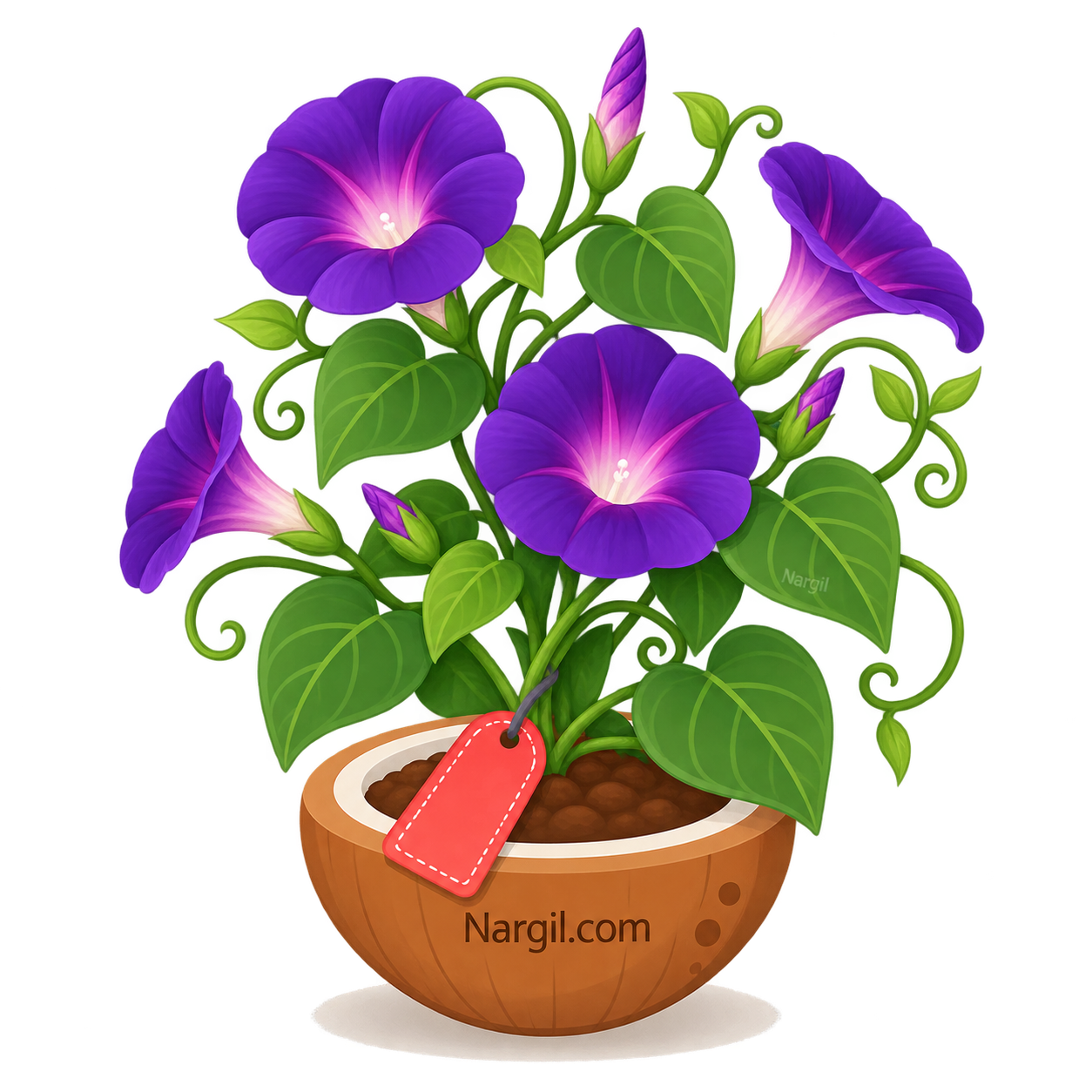 Nargil_Ipomoea Purpurea